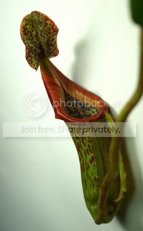 maxxglandcopy_zps8d8b9a8e.jpg