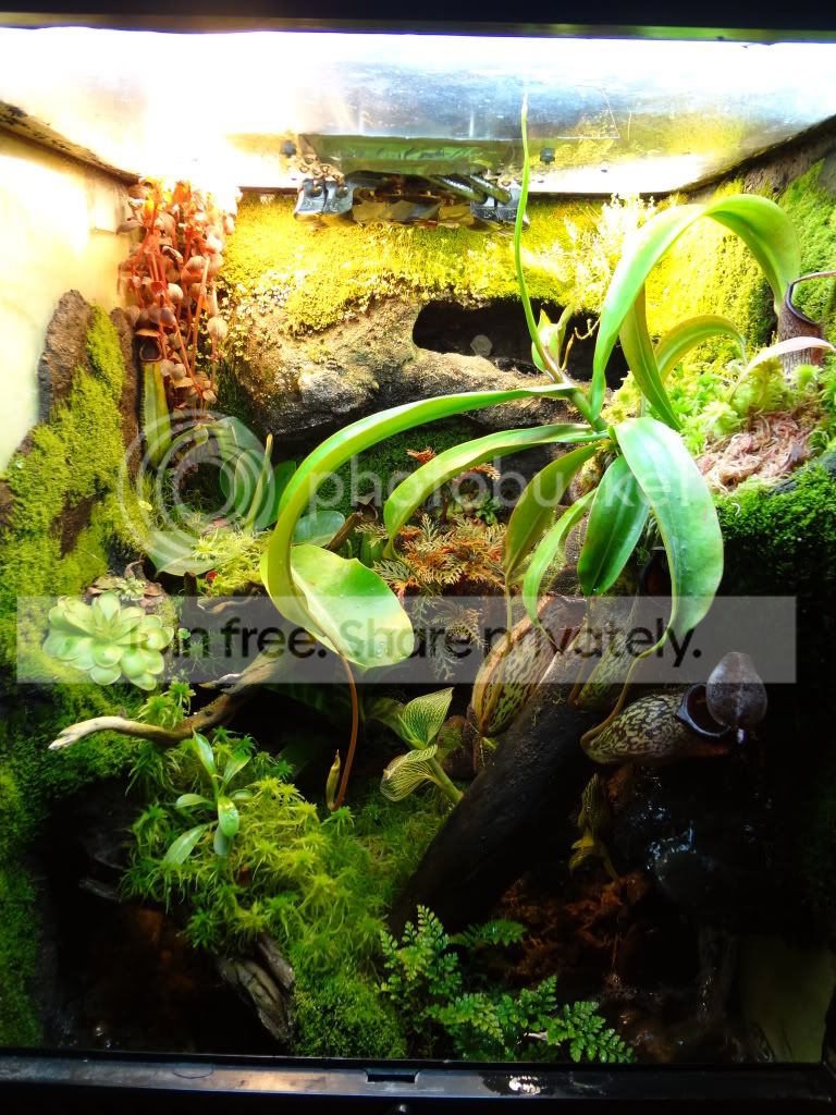 big_vivarium01.jpg