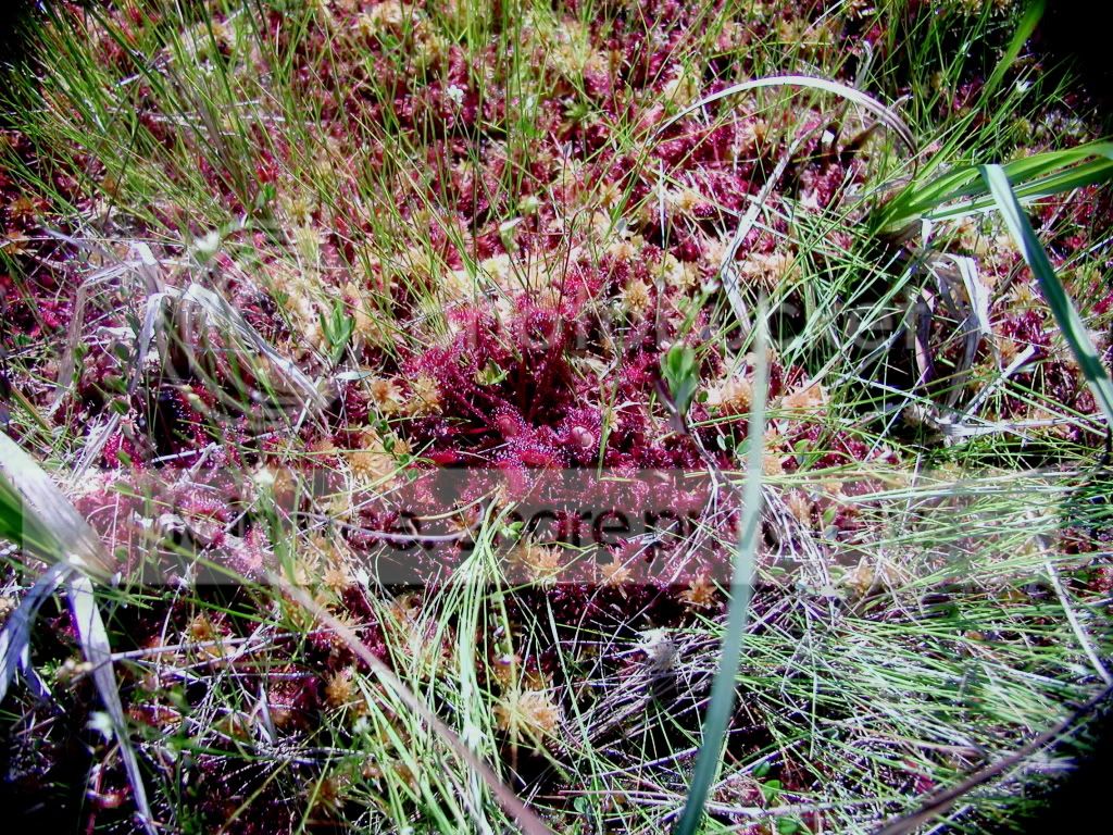 P1010027-5.jpg