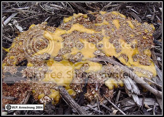 Slimemold1.jpg