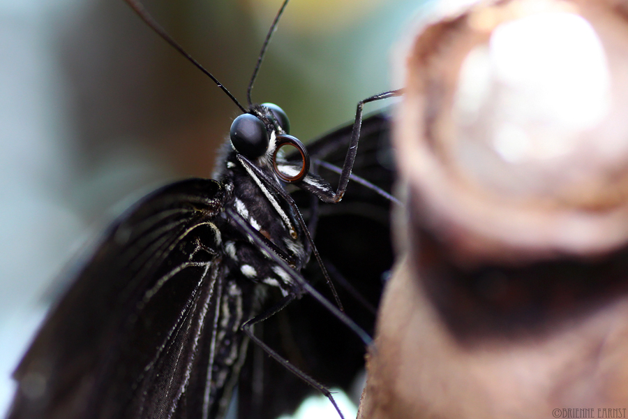 5636936220_2d6ef956eb_o.jpg