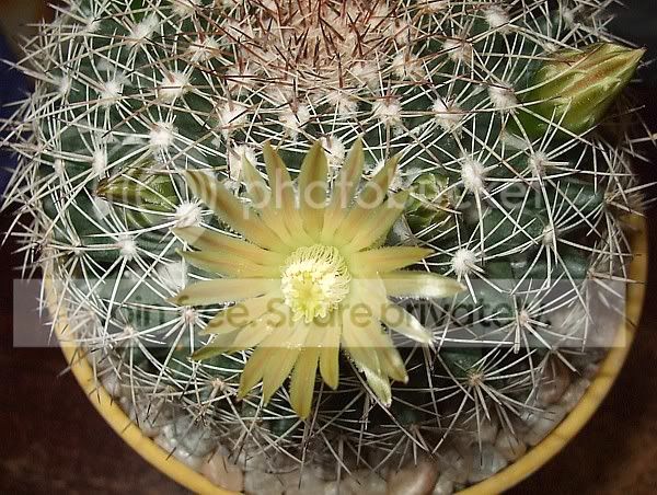 Cactisucculentrandoompics013.jpg