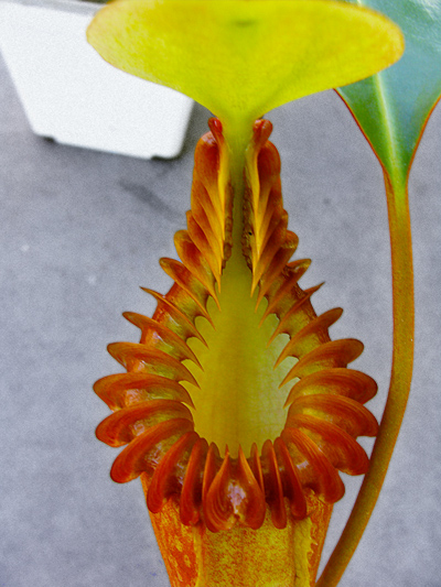 nepenthes-edwardsiana-12-27-13.jpg