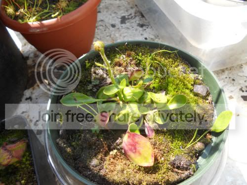cephalotus_7-5-12.jpg