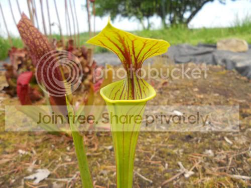 Sflavaornata_6-1-12.jpg