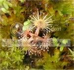 unknowndrosera1.jpg