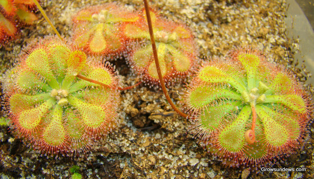 Natalensis_group_photo-1.JPG