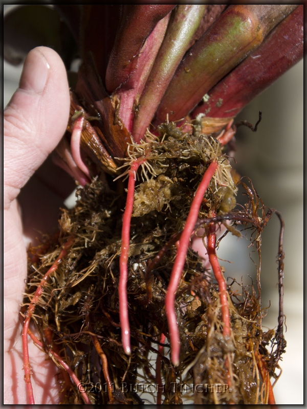 red_root.jpg