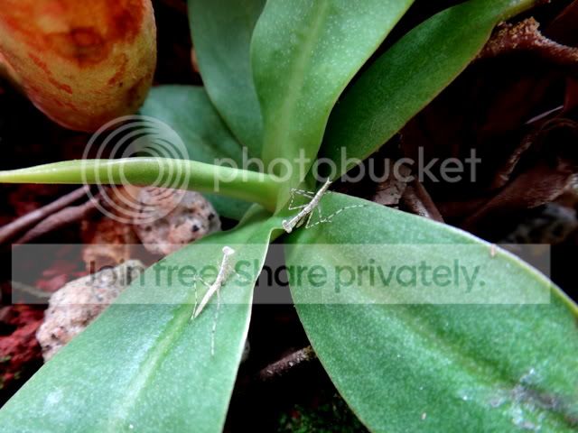 byblis_lamellata_mantids.jpg