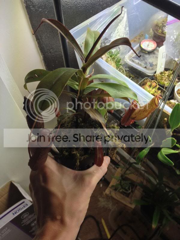 IMG_3523_zpsfac3cf11.jpg
