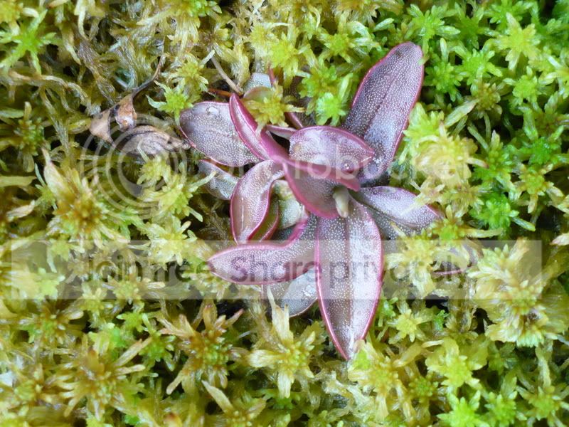 mini-bogs036.jpg