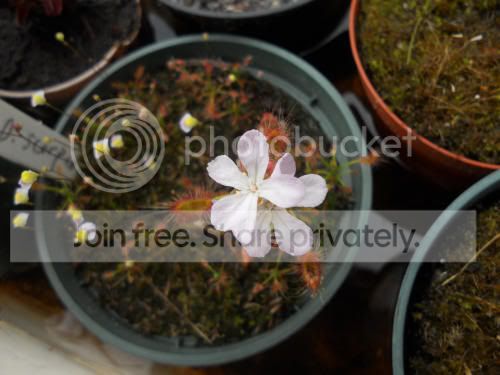 Dscorpiodies_6-14-12.jpg