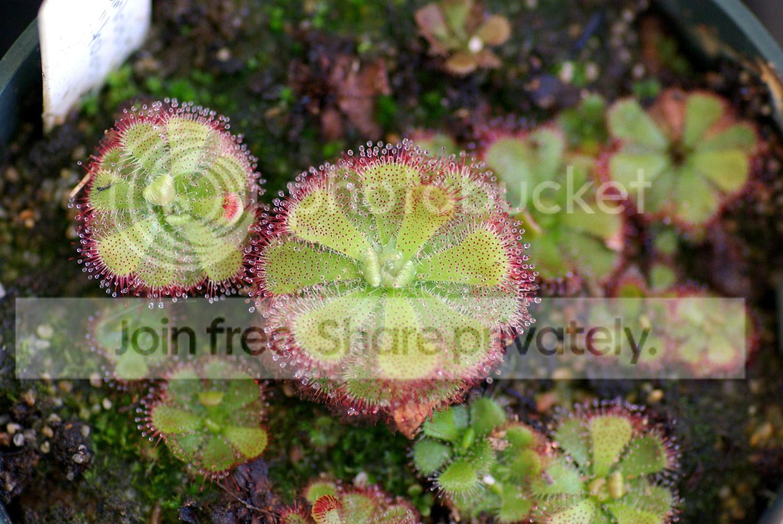 IMGP7769copy.jpg