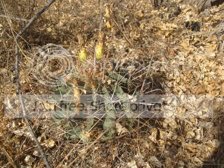 CABOCactus035.jpg