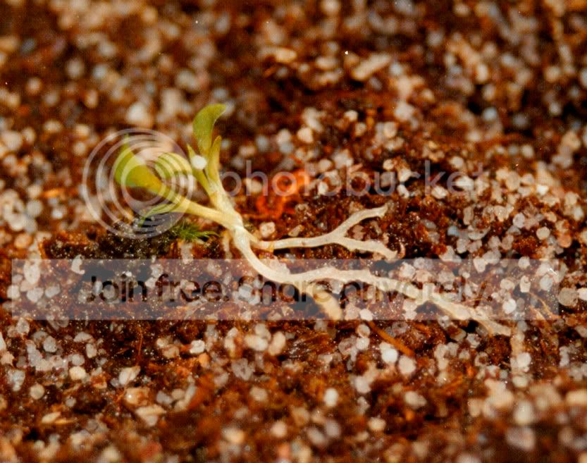 genlisealobataxviolacea.jpg