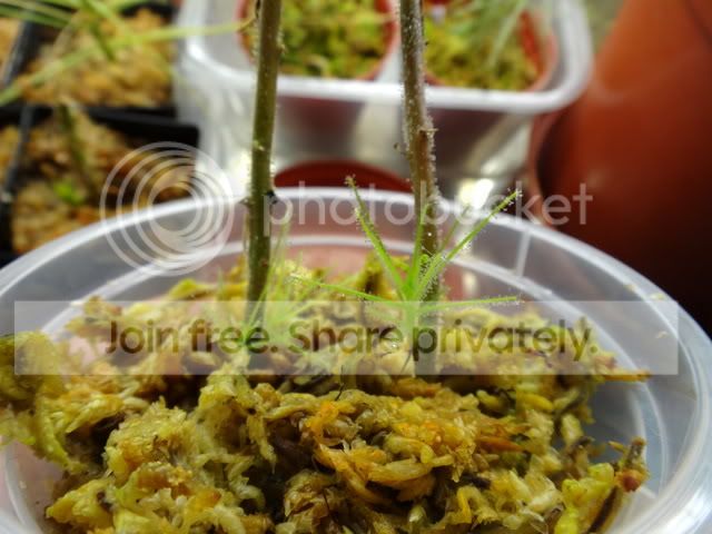 guehoi_cutting_without_leaves.jpg