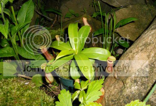 Nventricosa_5-23-11.jpg
