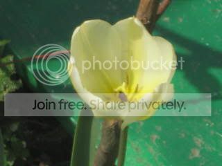Spring2009006.jpg