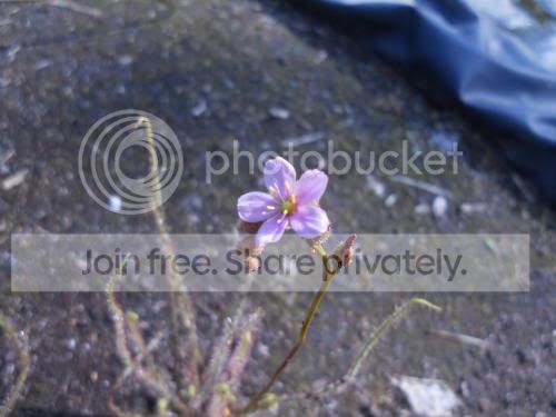 Dfiliformisflower_7-23-11.jpg