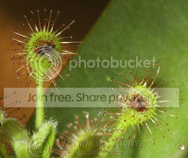 macro-CP-feeding-frenzy-055.jpg