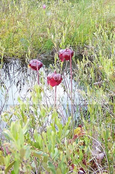 arethusasarracenia.jpg