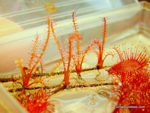 Leaf_cuttings_Drosera_filiformis_Red_post.JPG