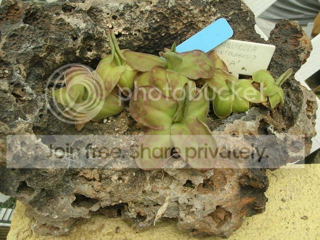DSCN4370.jpg