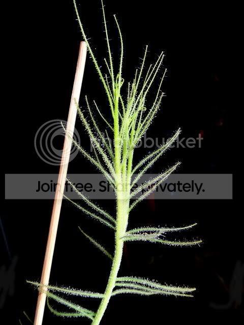 byblis_Goliath_branching.jpg