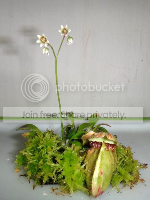 cephalotus_flowering_plant_141112.jpg