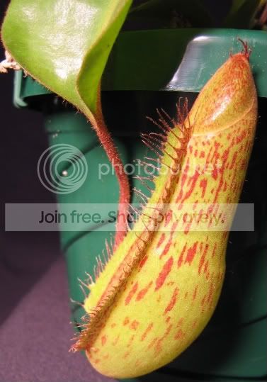 MARBLEDDRAGONPITCHER.jpg