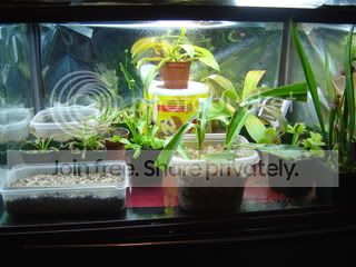 TerrariumUpdate1-25-08.jpg