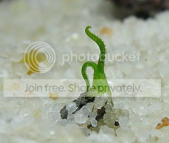 IMG_1050-Drosophyllum-lusitanicum.jpg