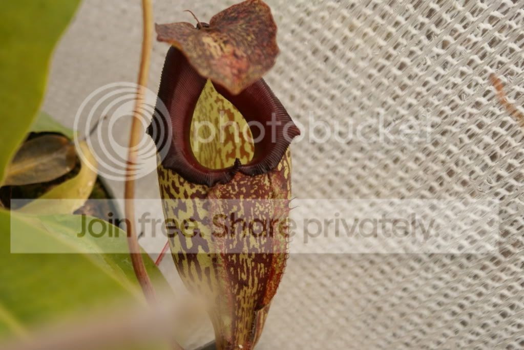 pitcherplants018.jpg