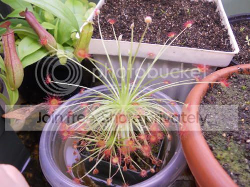Dparadoxa_1-18-12.jpg