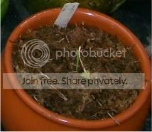 CarnivorousPlants009-1.jpg