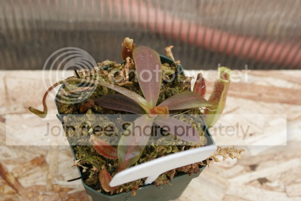 nepenthes045.jpg