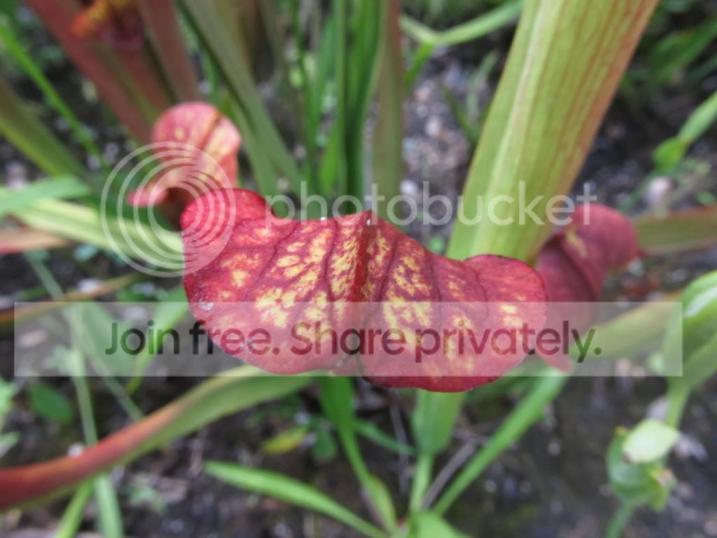 IMG_7109.jpg