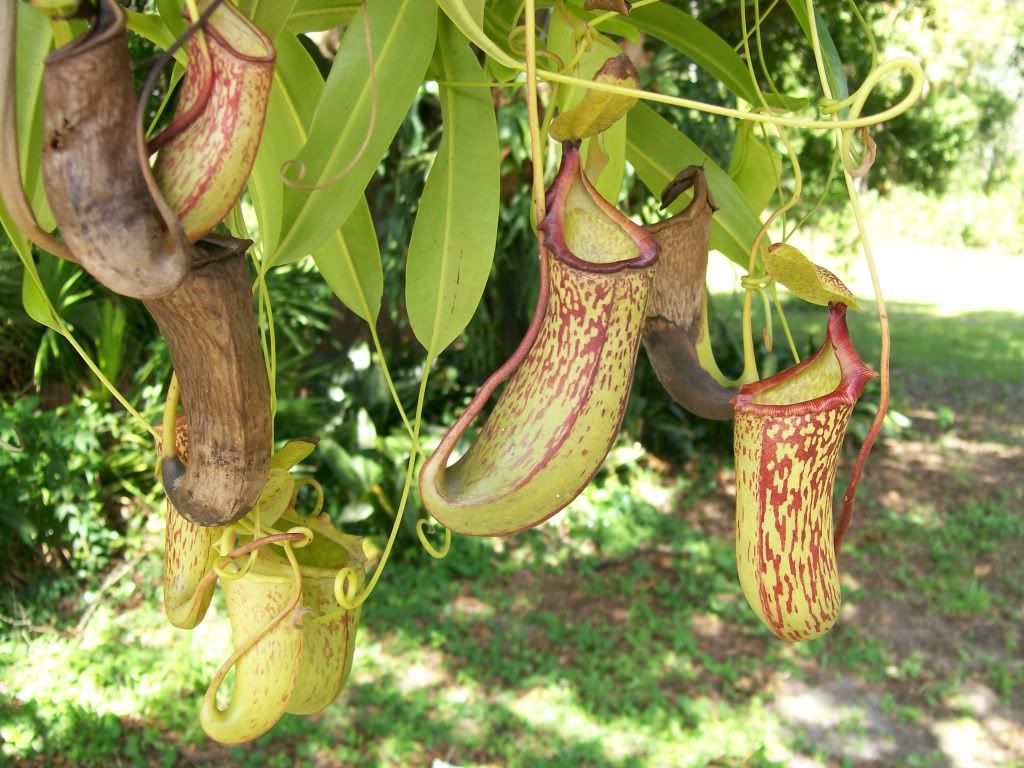 plantshow15.jpg