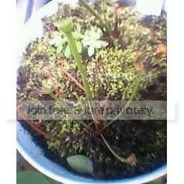 SARRACENIAFLAVASEEDLING.jpg