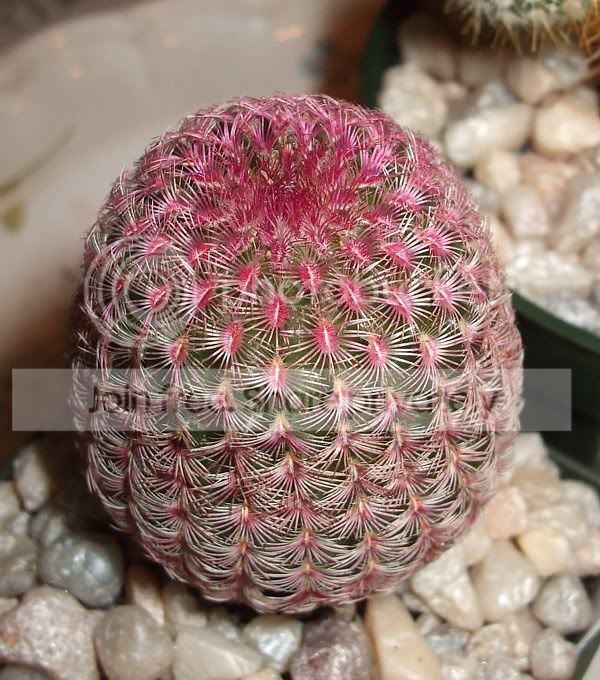 cactuspics08016.jpg