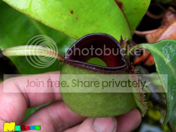 ampblacklips_zpsd9893ecc.jpg
