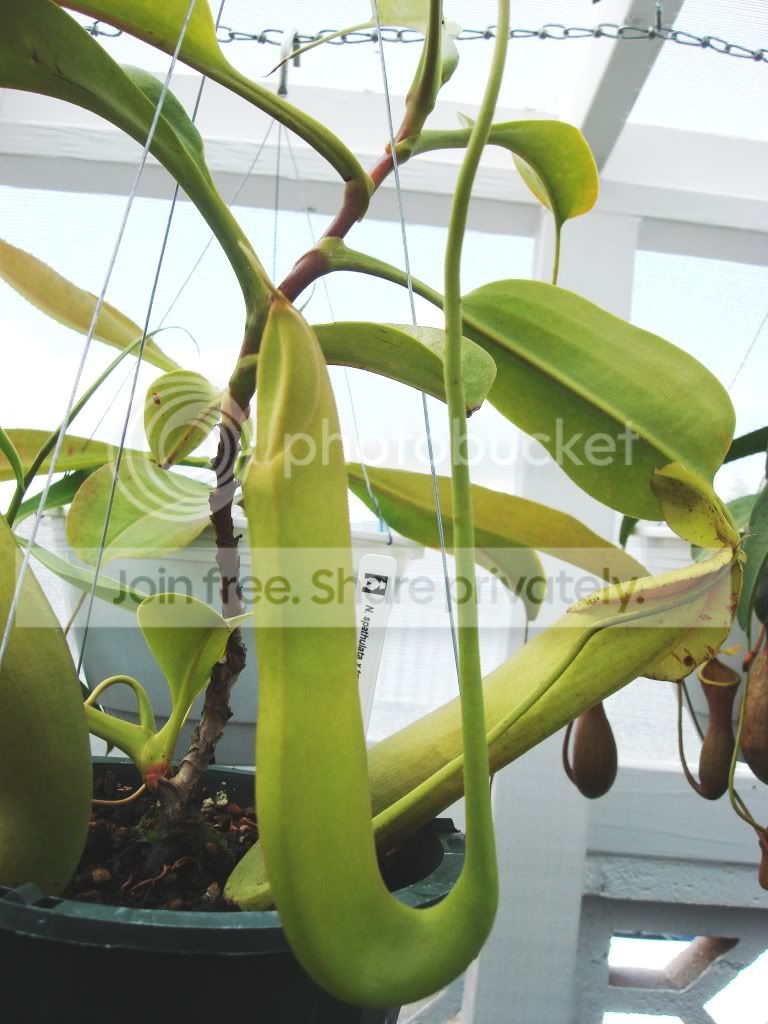 spathulataxtruncata.jpg
