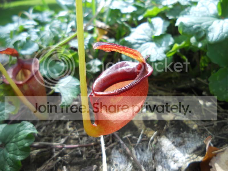Njacq_10-13-11.jpg
