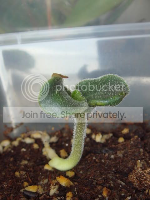 proboscidea_parviflora_seedling_6da.jpg