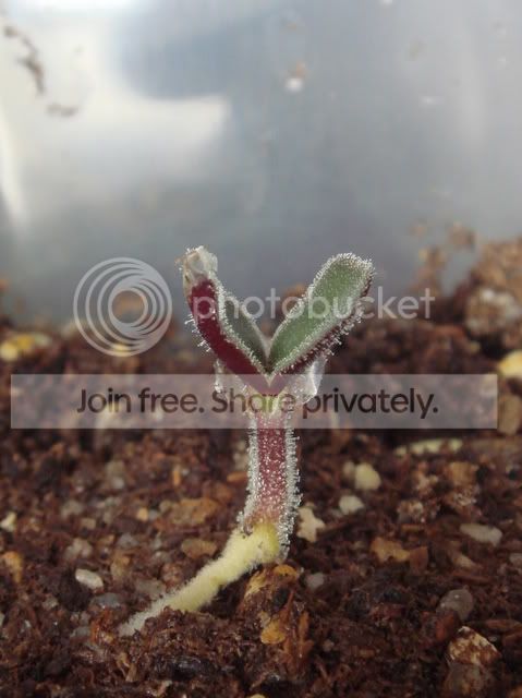 ibicella_lutea_seedling_4days.jpg
