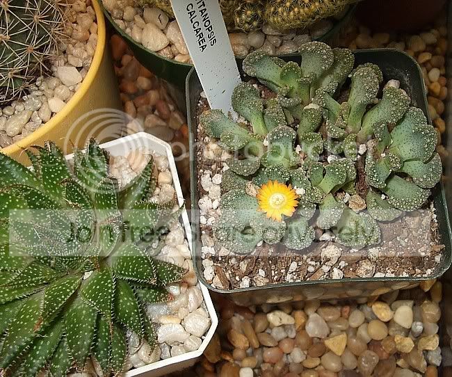 newsucculentsA001.jpg