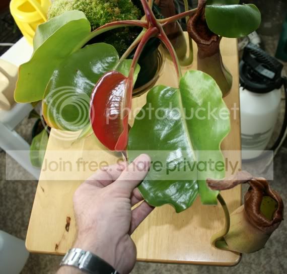 TRUNCATA2.jpg