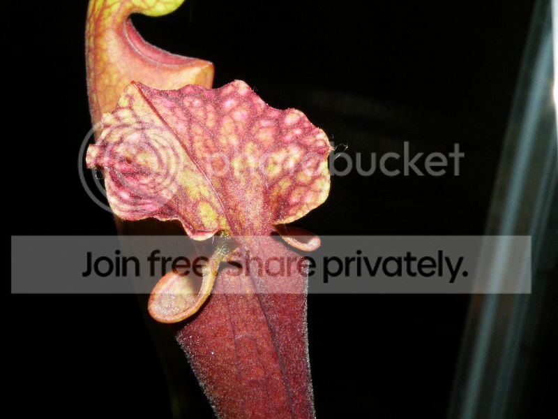DSCF9510.jpg