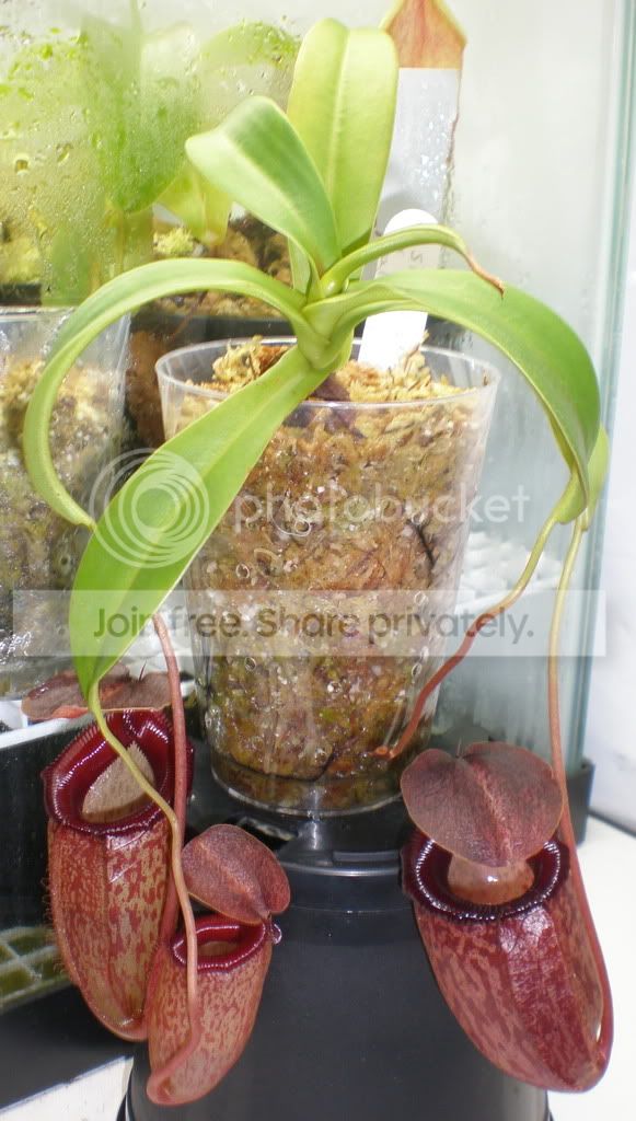 SibuxTalangWholePlant.jpg