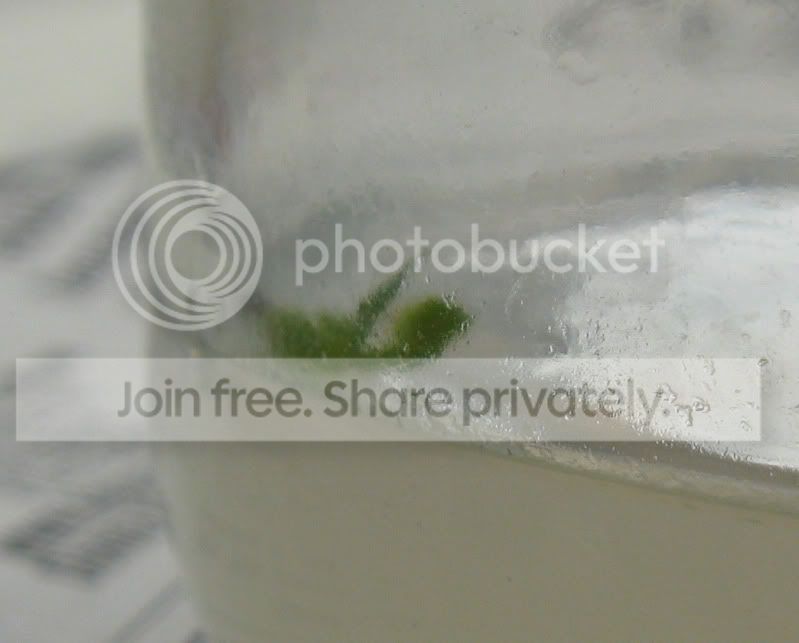 vftseedling.jpg